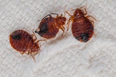 Pest Control for Bed Bugs