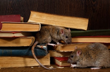 Rodent (Rats) Pest Control in Mumbai