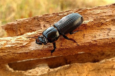 House wood boring beetles control